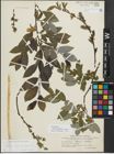 Foto von Salix myrsinifolia Salisb. x Salix phylicifolia L.